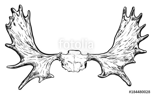 500x315 Illustration Of Hand Drawn Deer Horns Vector Stock Image