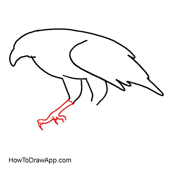 600x600 Claws Drawing Eagle Huge Freebie! Download For Powerpoint