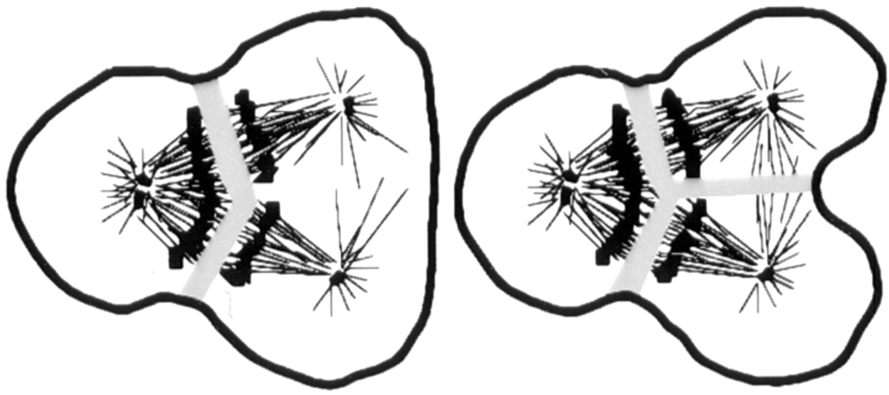 1800x800 chromosomal proteins and cytokinesis patterns of cleavage furrow