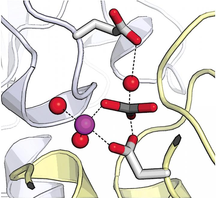 720x660 Schematic Drawing Of The Active Site Of The Calcium Pump That