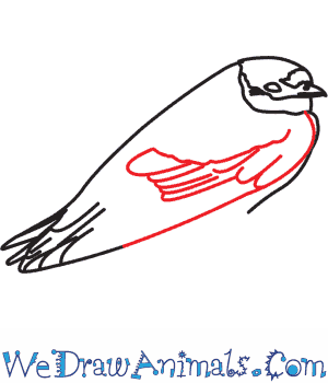 300x350 How To Draw A Cliff Swallow