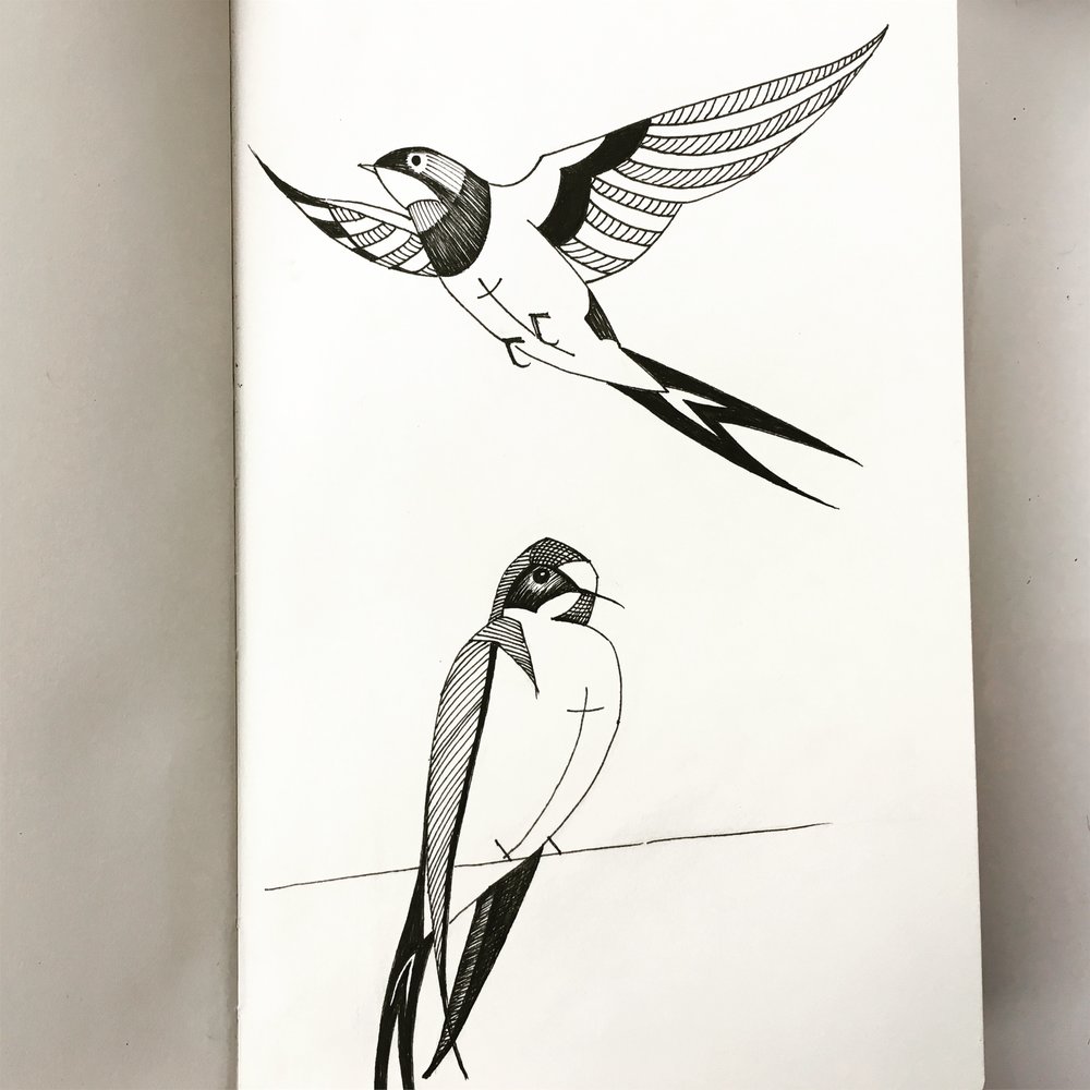 1000x1000 Swallows Anna Cliff