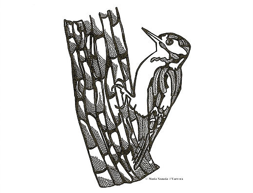 519x395 Field Notes From The Edge Illustrations