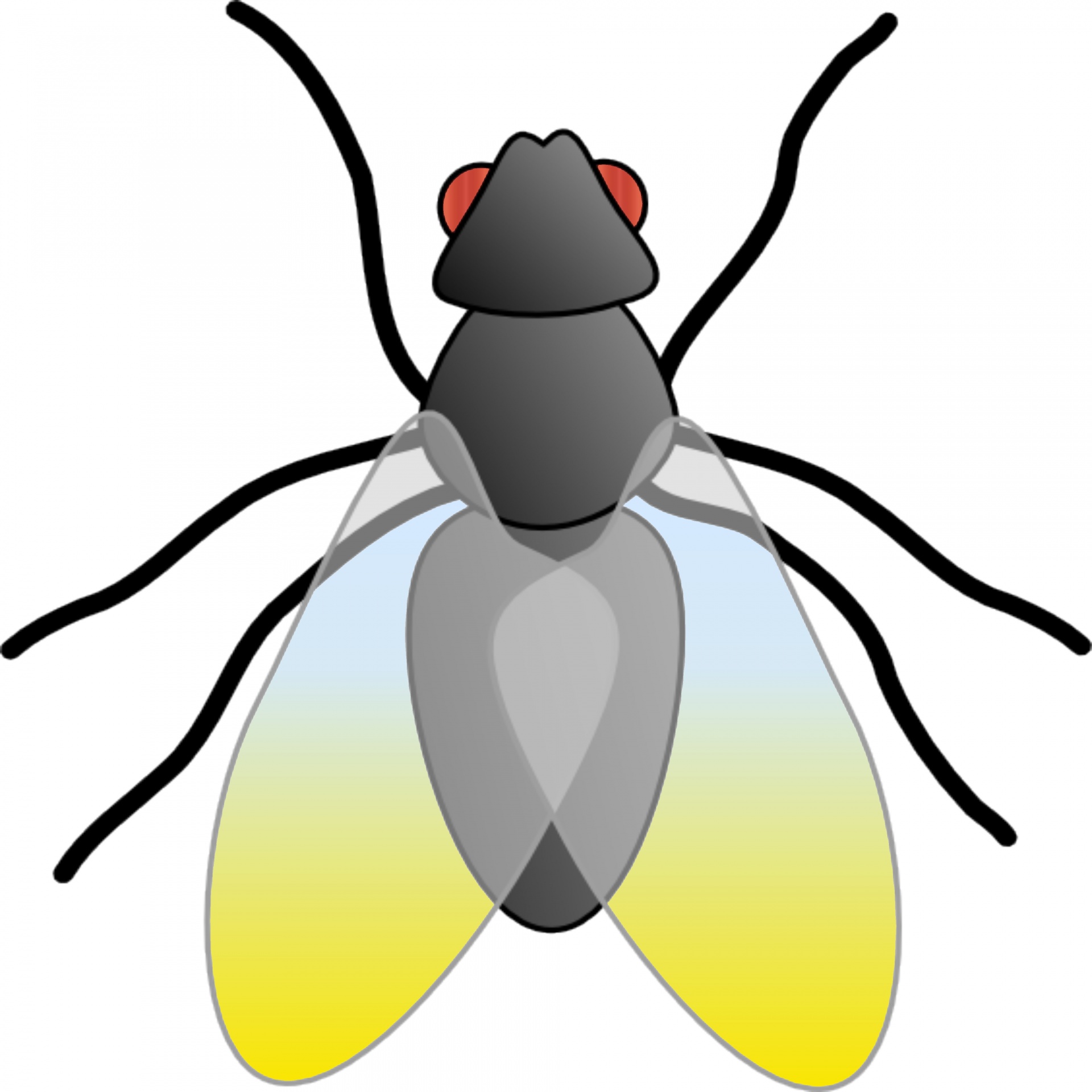 1920x1920 Drawing, Fly, Bug, Insect, Gradient