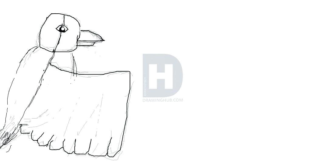 1080x531 How Do U Draw A Bird Lali