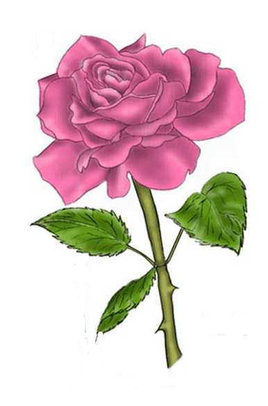 Closed Rose Drawing