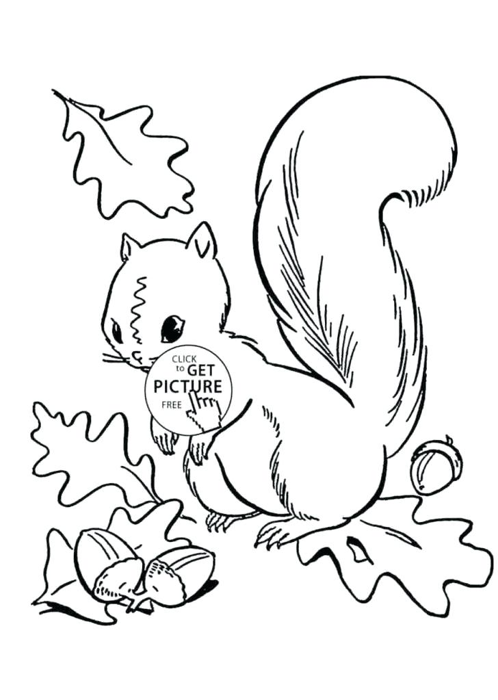 728x1023 Drawing Squirrel Drawing Squirrel Wearing Clothes
