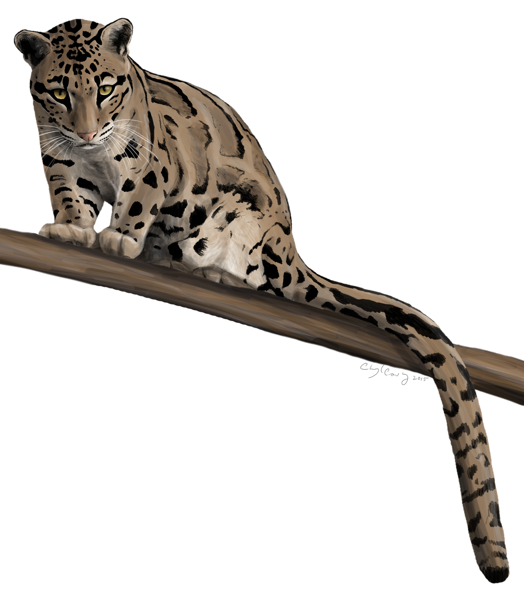 1024x1160 Clouded Leopard Stare