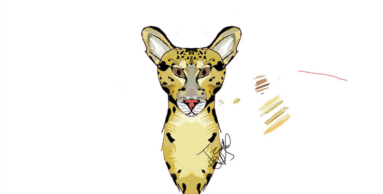 1257x636 Clouded Leopard Drawing