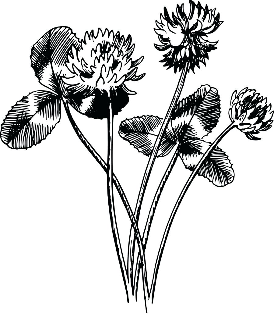 900x1040 Four Leaf Clover Drawing Drawing Black And White Four Leaf Clover