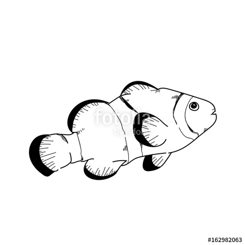 500x500 Clownfish Hand Drawn Sketch Illustrations Of Engraved Line Stock