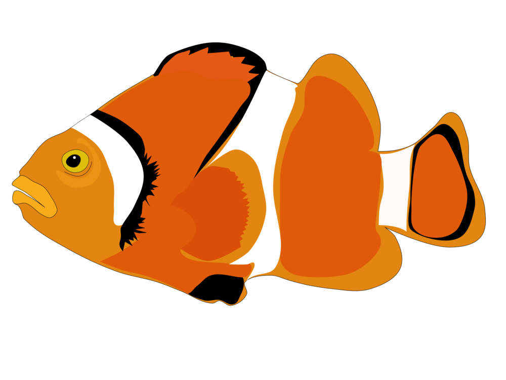 1000x750 Collection Of Free Clownfish Drawing Small Download On Ui Ex