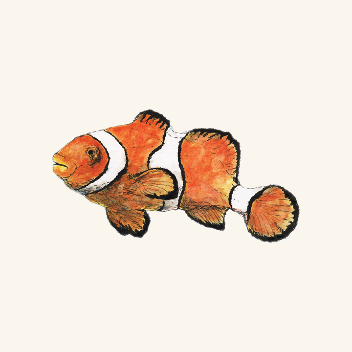 720x720 Clownfish The Pawses