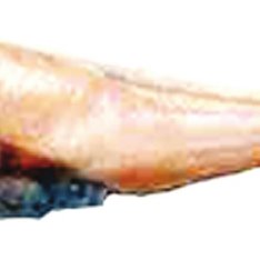 234x234 Drawing Of Glyptophidium Oceanium Manglore, South