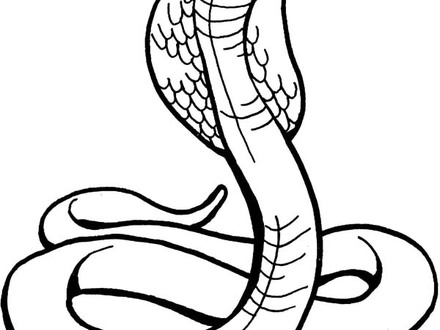 Cobra Snake Drawing