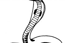 210x140 Tag King Cobra Snake Drawings