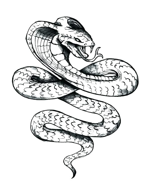 600x759 Cobra Snake Drawing