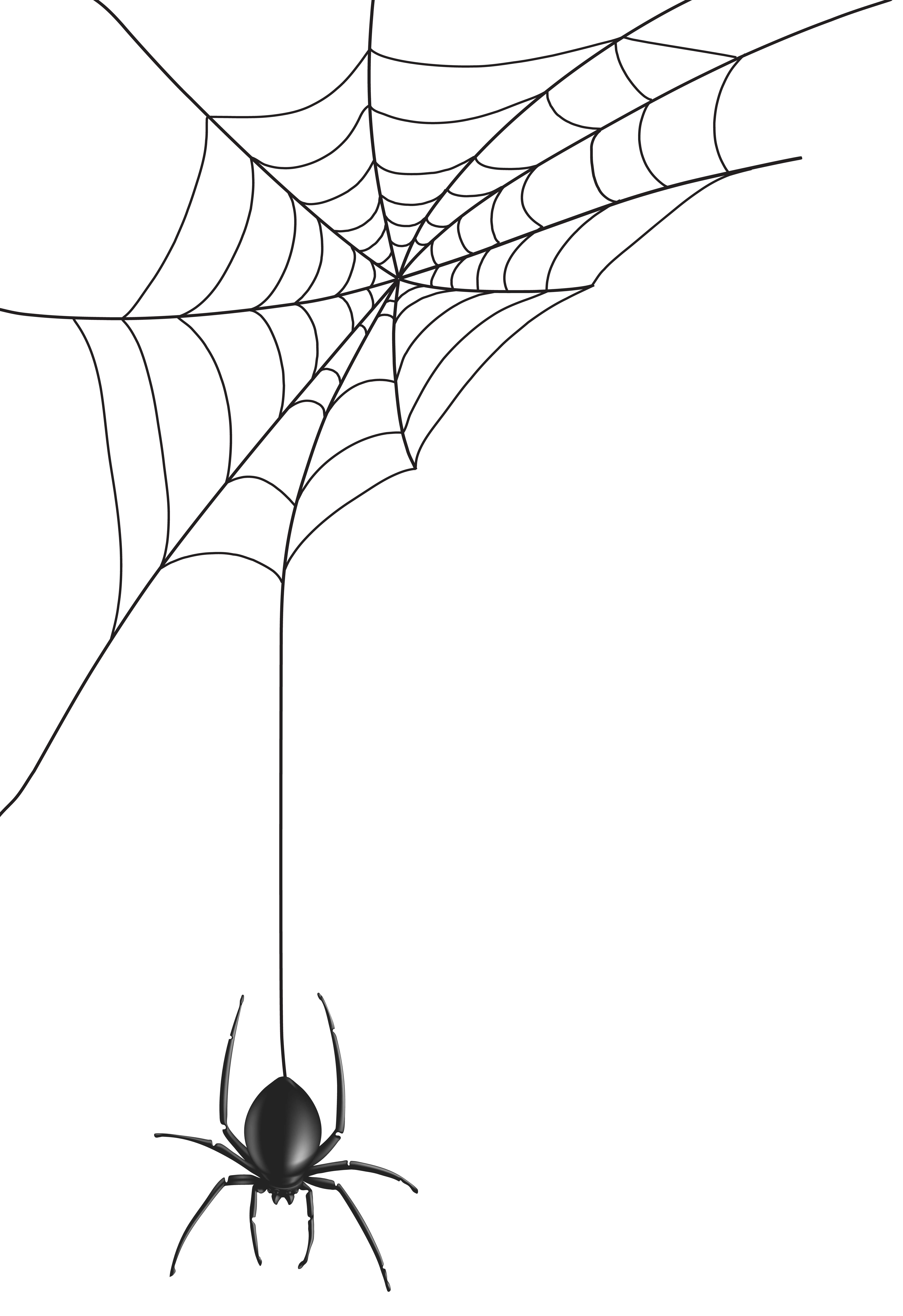 5491x8000 collection of free spiderweb drawing ben download on ui ex