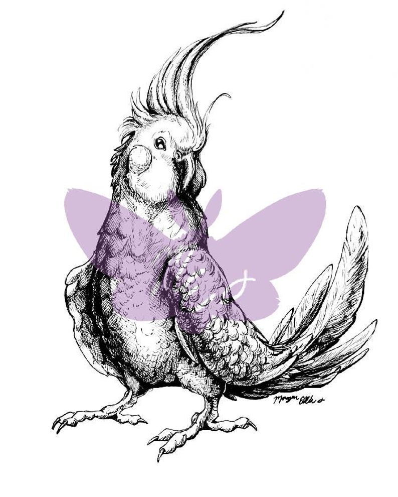 794x990 cockatiel orignal ink illustration signed etsy