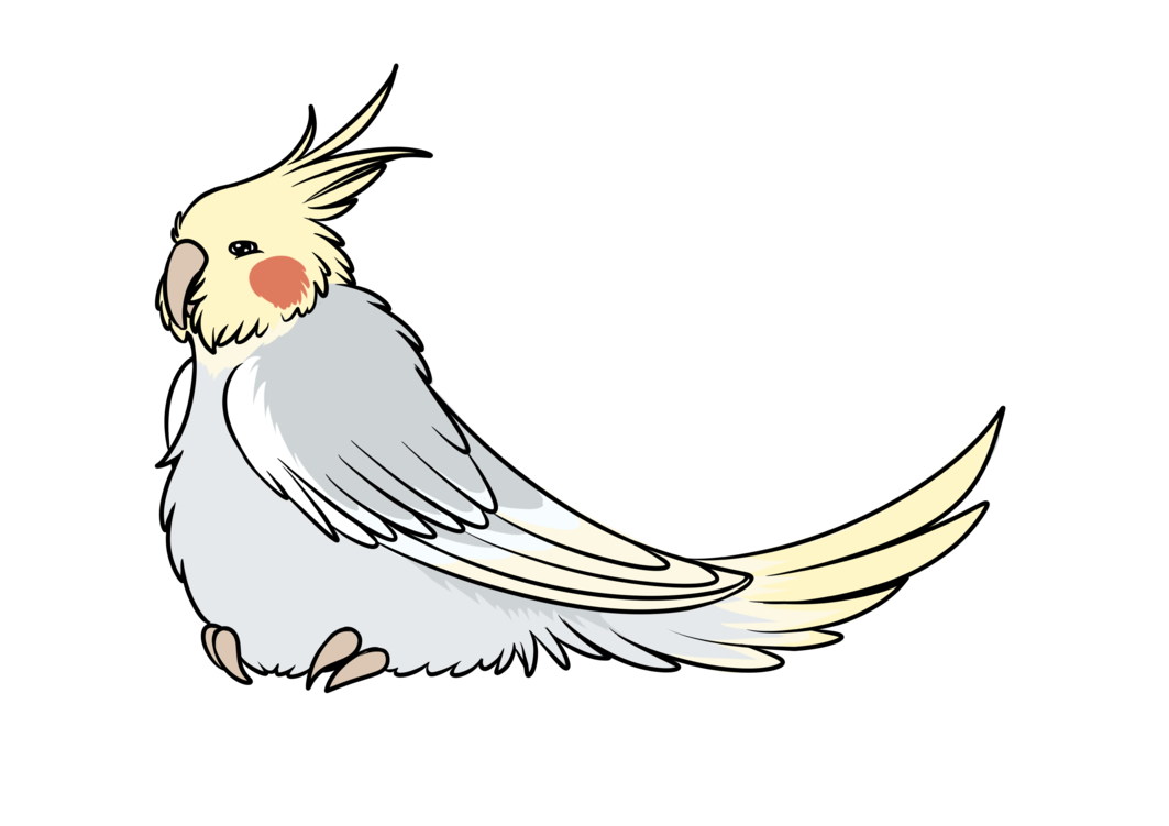 1063x751 Collection Of Free Cockatiel Drawing Curious Download On Ui Ex
