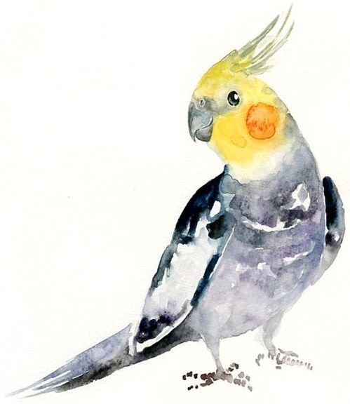 Cockatiel Drawing | Free download on ClipArtMag