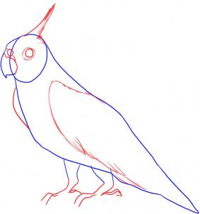 283x302 Draw A Cockatiel, Step