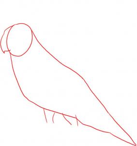 283x302 Drawing Printout How To Draw A Cockatiel
