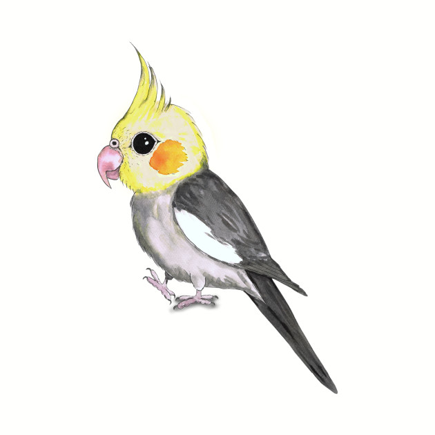630x630 Very Cute Cockatiel