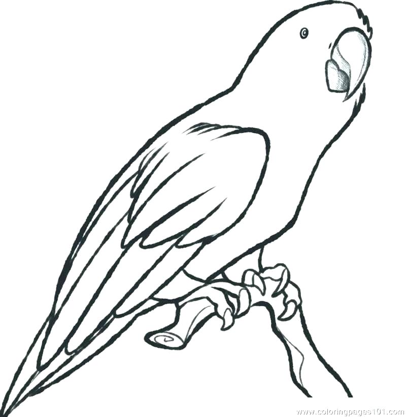 800x821 Cockatiel Coloring Pages Ispeakanglais Club