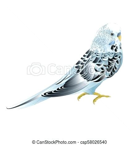 450x470 Parakeet Drawing