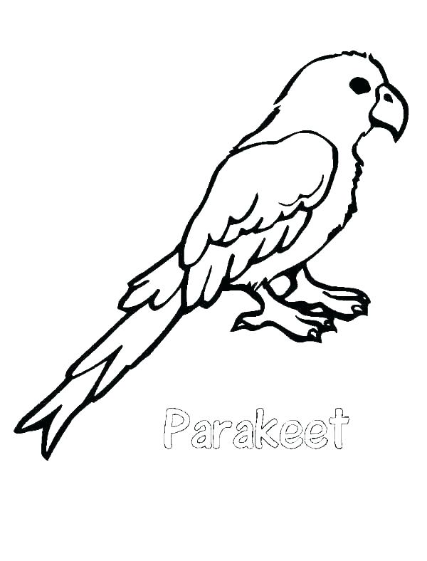 600x788 Cockatiel Coloring Pages Cockatiel Coloring Pages Fresh Cockatiel