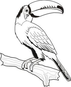 Cockatoo Drawing