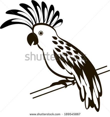 442x470 Cockatoo Parrot Isolated On White Drawing