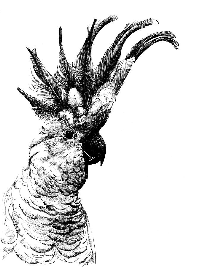 674x900 Cocky Cockatoo Drawing