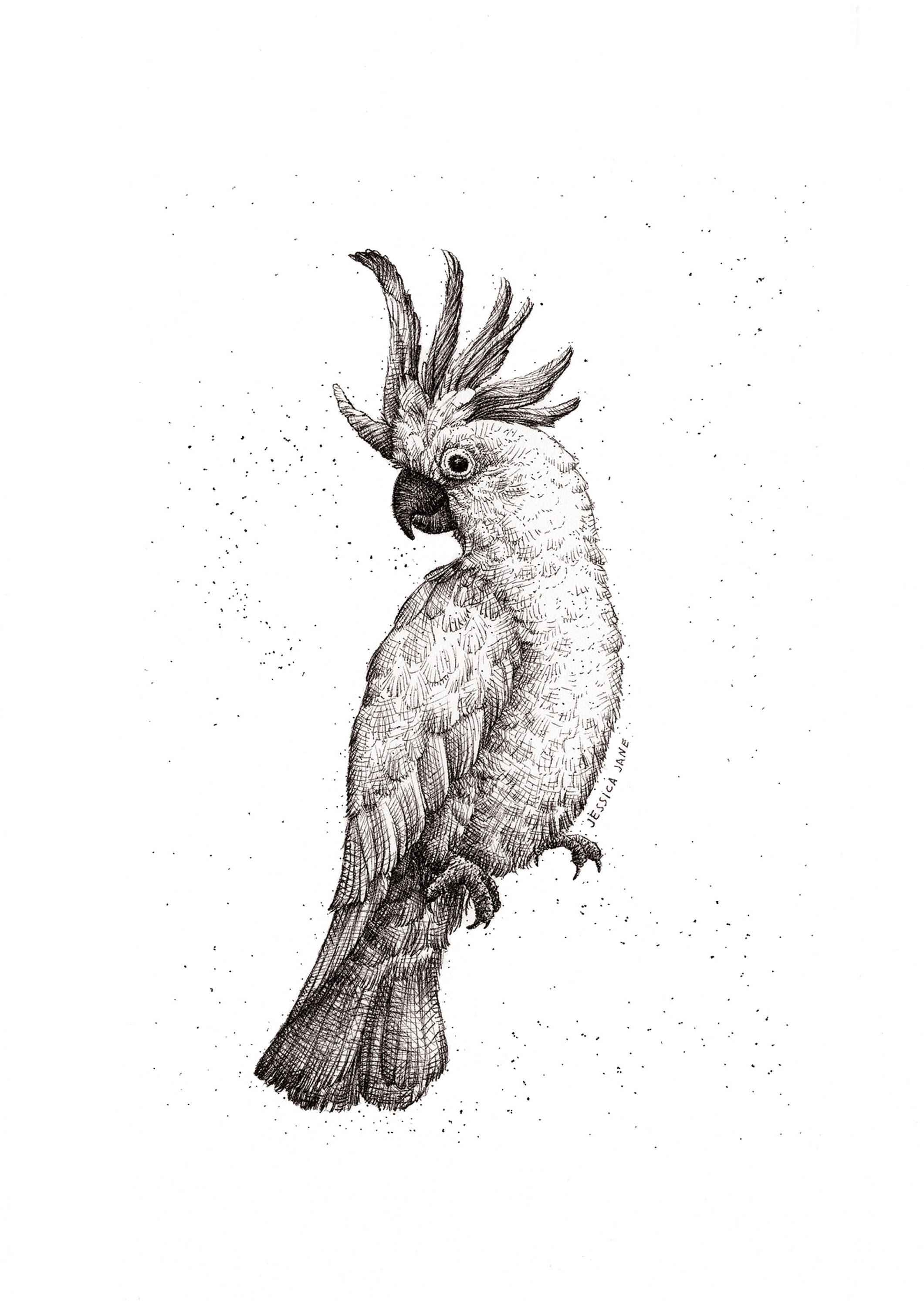 2121x3000 Horned Cockatoo Archival Print Giclee Print Australian Etsy
