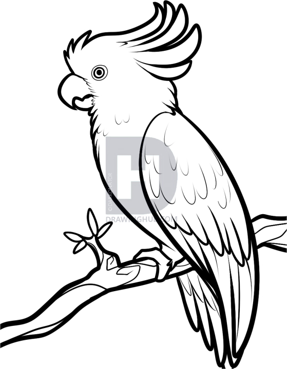 559x720 How To Draw A Cockatoo, Step