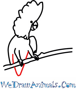 300x350 How To Draw An Umbrella Cockatoo