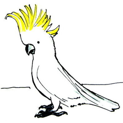 397x397 How To Draw A Cockatoo Parrot