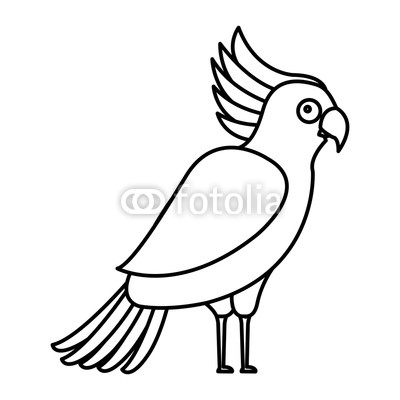 400x400 cockatoo exotic bird tropical buy photos ap images detailview