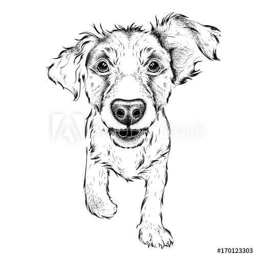500x500 hand draw cocker spaniel portrait hand draw vector illustration
