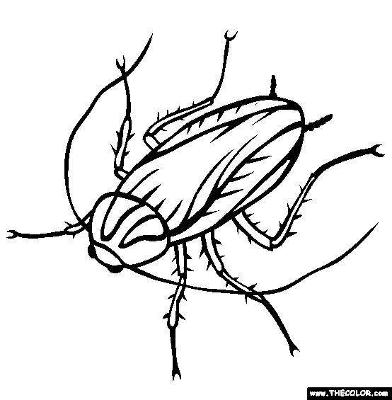 Cockroach Drawing