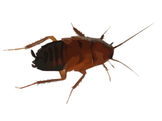 640x480 Cockroach Drawing Transparent Png