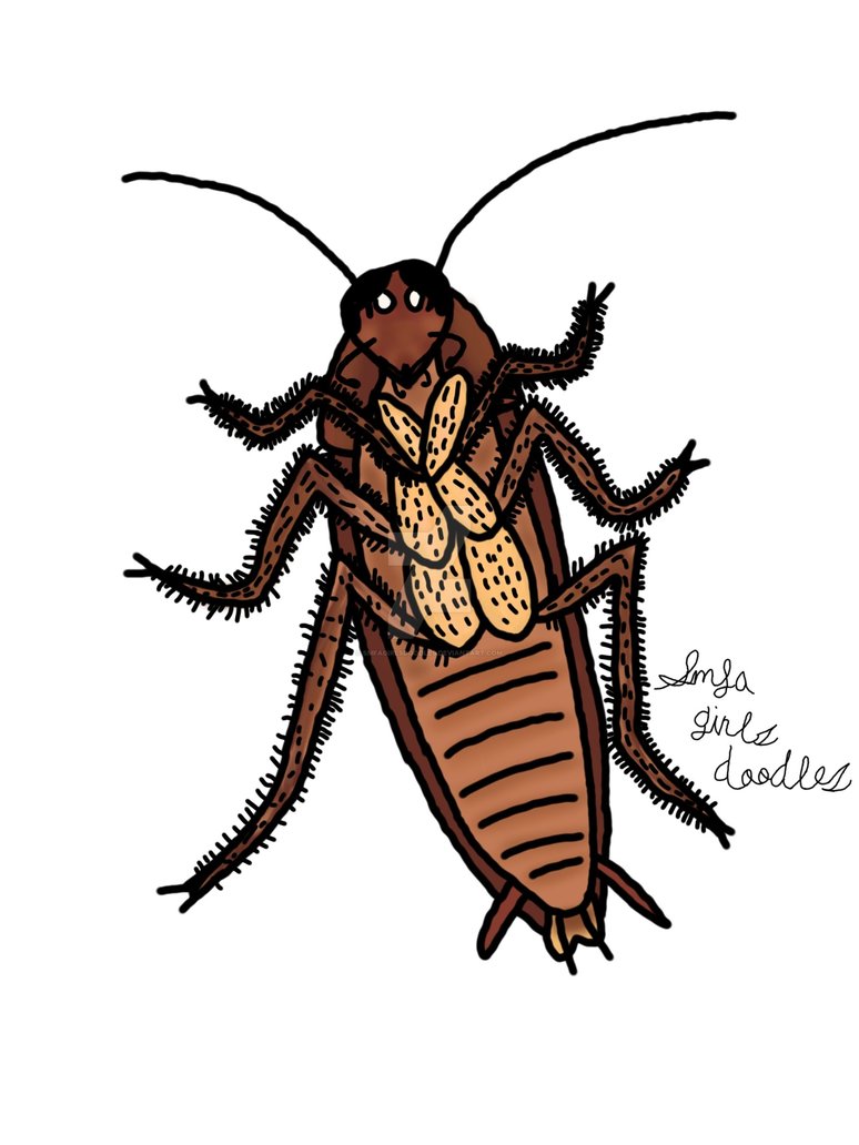 774x1032 Cockroach Drawing
