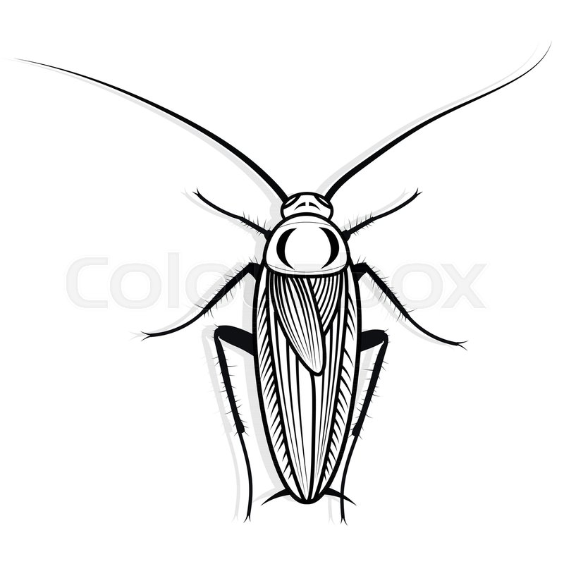 800x800 Cockroach Vector Design Vector Animal Stock Vector Colourbox