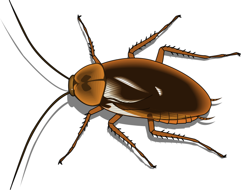 800x633 Collection Of Free Cockroach Drawing Clipart Download On Ui Ex