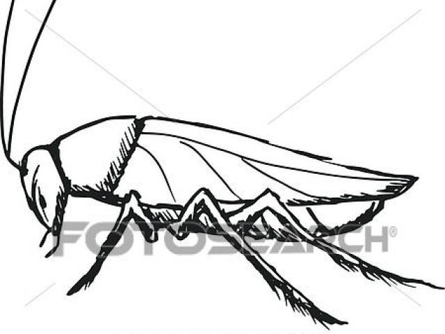 640x480 Free Cockroach Clipart Drawing, Download Free Clip Art