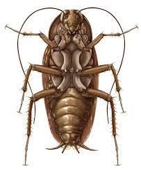 203x248 Image Result For Cockroach Drawing Ngh Scientific Drawing