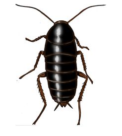 246x274 Cockroach Drawing