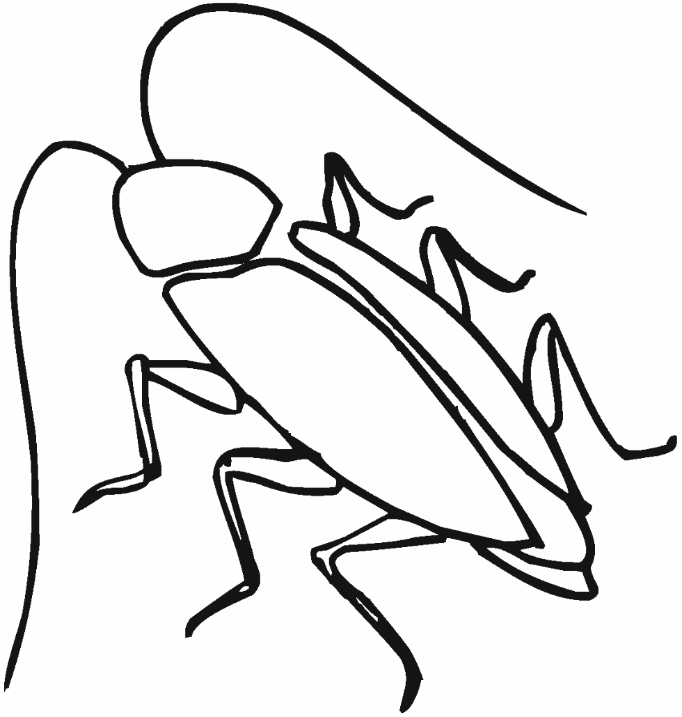 980x1030 sketches of cockroaches