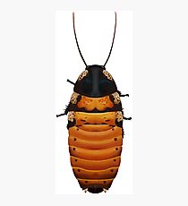210x230 cockroach drawing photographic prints redbubble